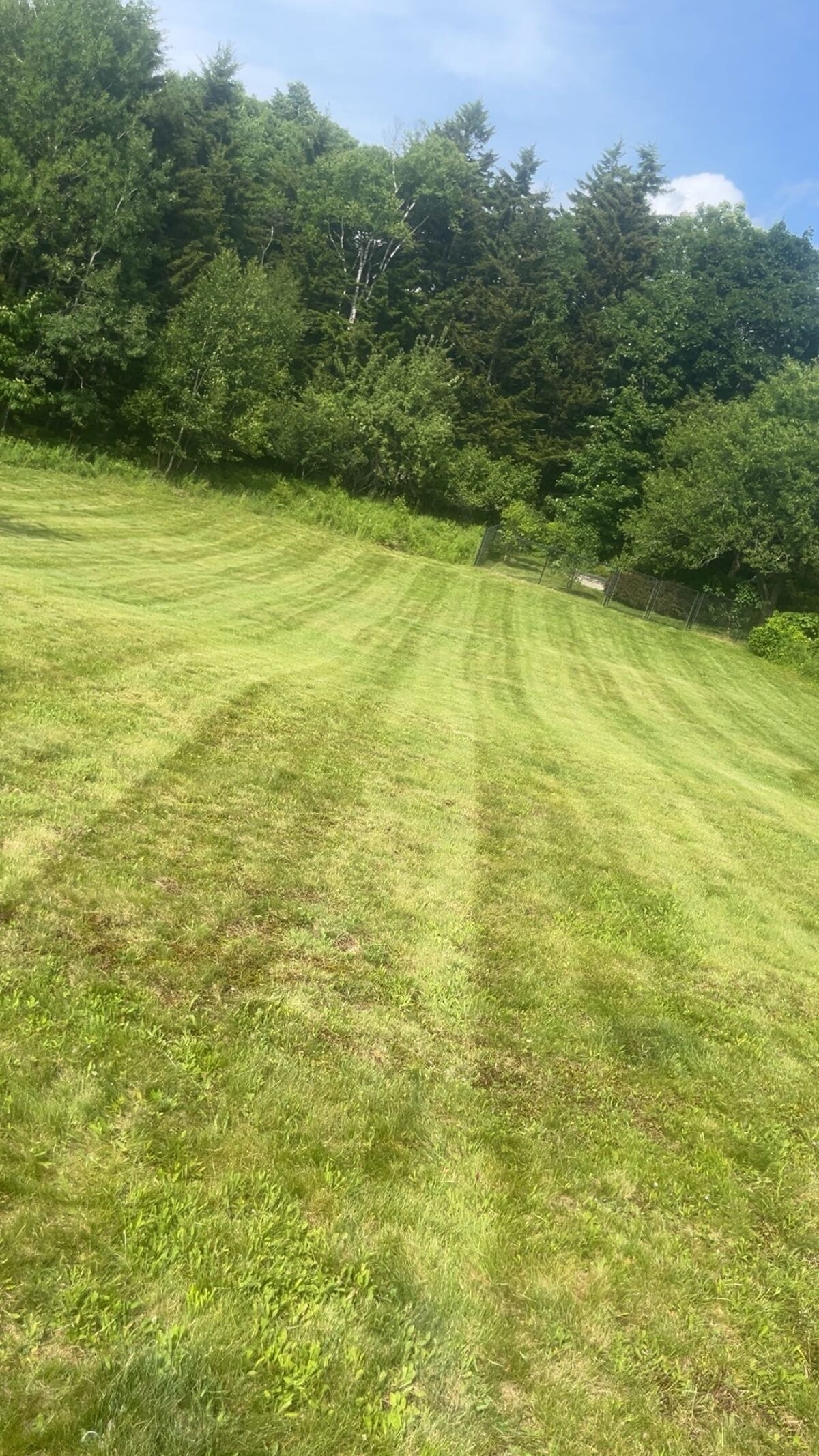 Freshly mowed lawn with clean mowing lines