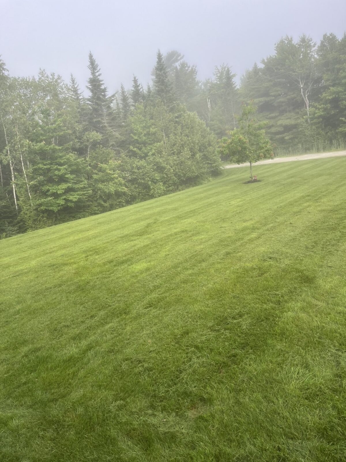 Sloped lawn freshly mowed with clean lines
